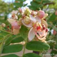 Cassia roxburghii DC.